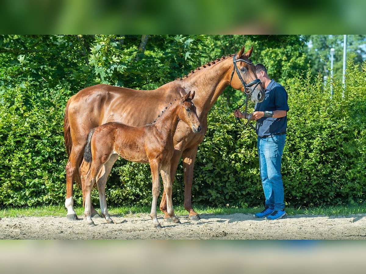 Koń oldenburski Klacz 11 lat 170 cm Kasztanowata in Viersen