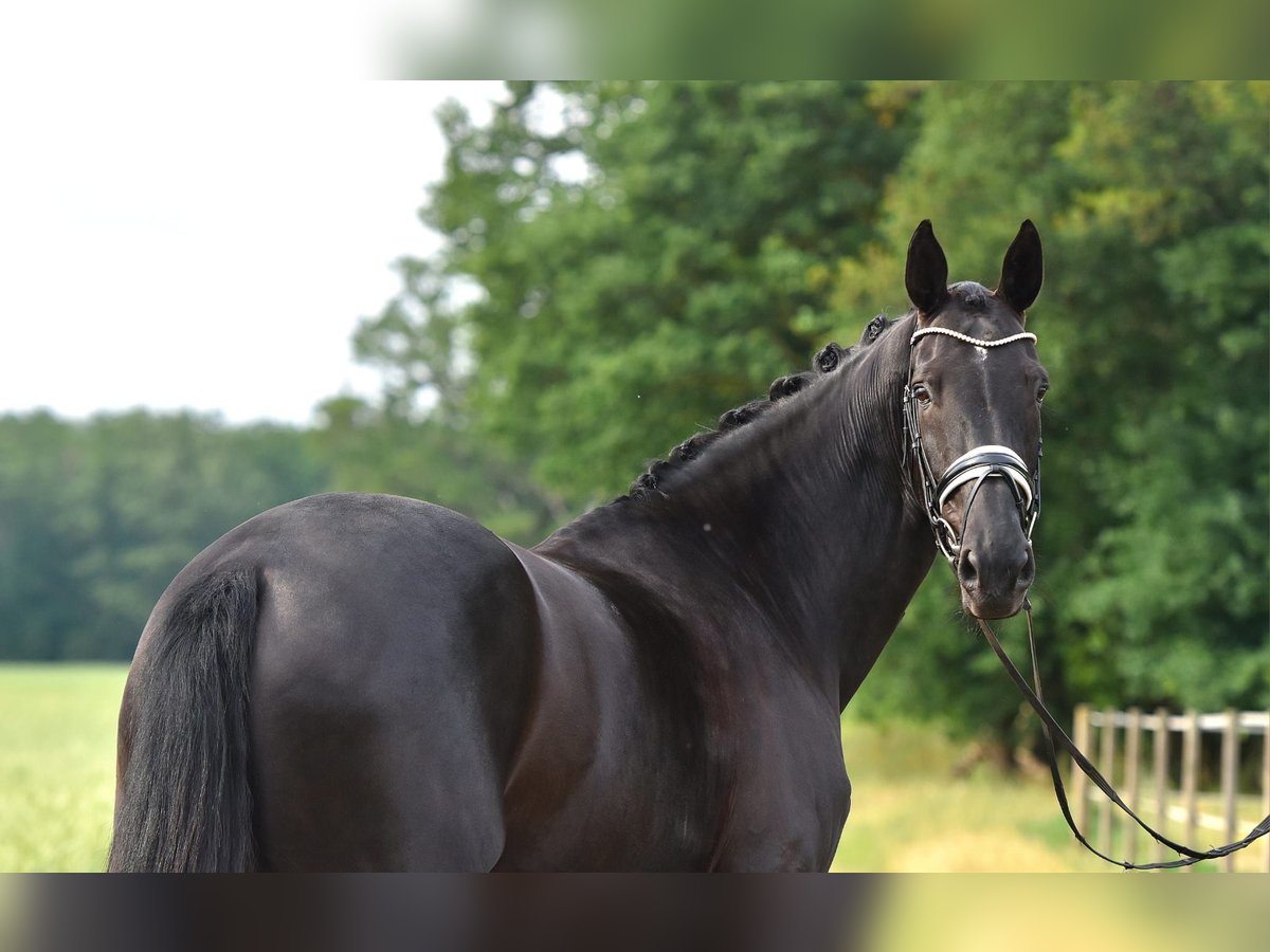 Koń oldenburski Klacz 11 lat 170 cm Skarogniada in Sternberg