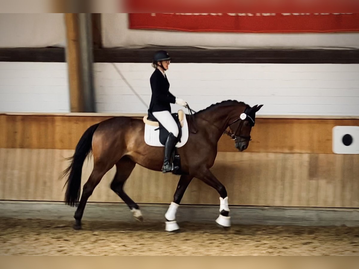 Koń oldenburski Klacz 11 lat 176 cm Ciemnogniada in Paderborn