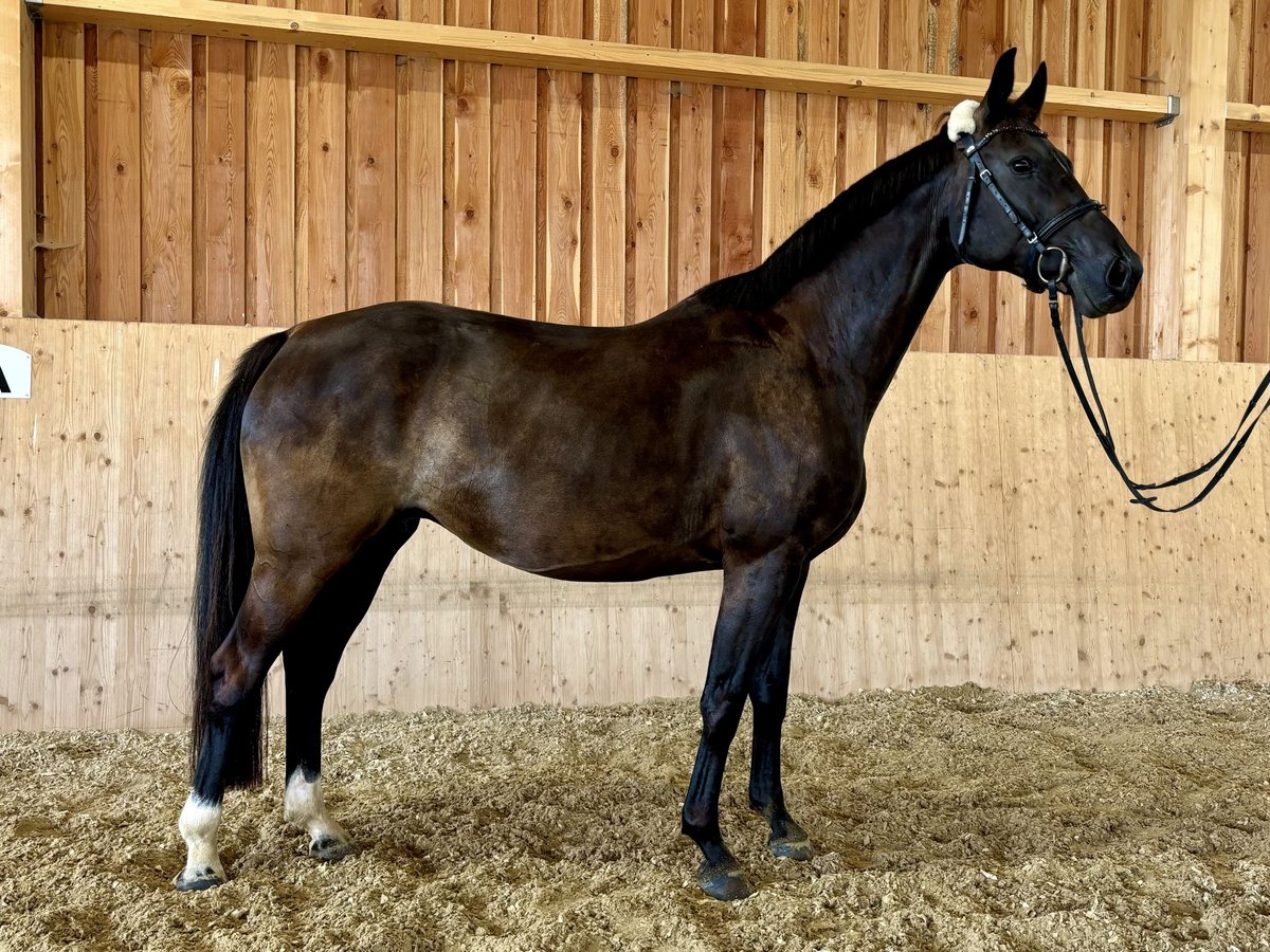 Koń oldenburski Klacz 12 lat 162 cm Skarogniada in Horn