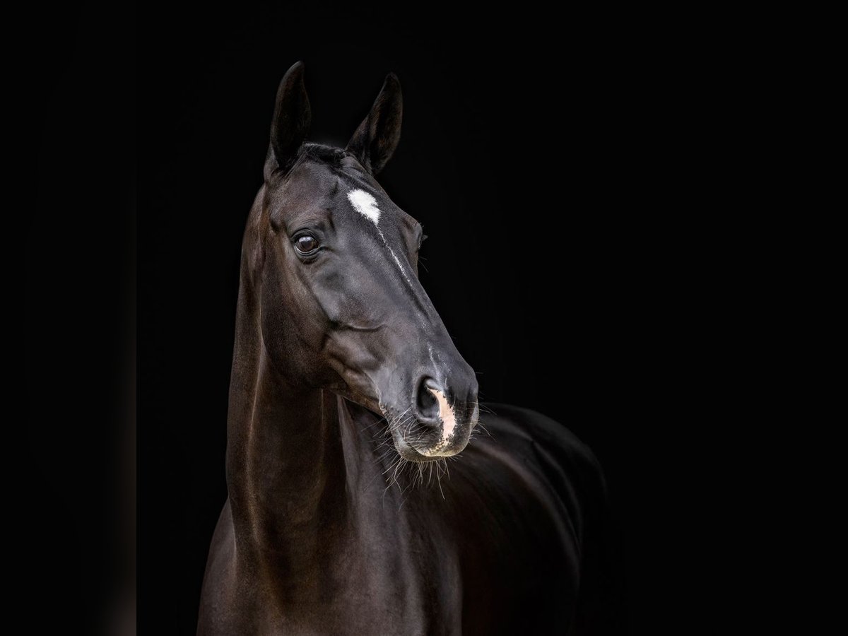 Koń oldenburski Klacz 12 lat 165 cm Ciemnogniada in Echt