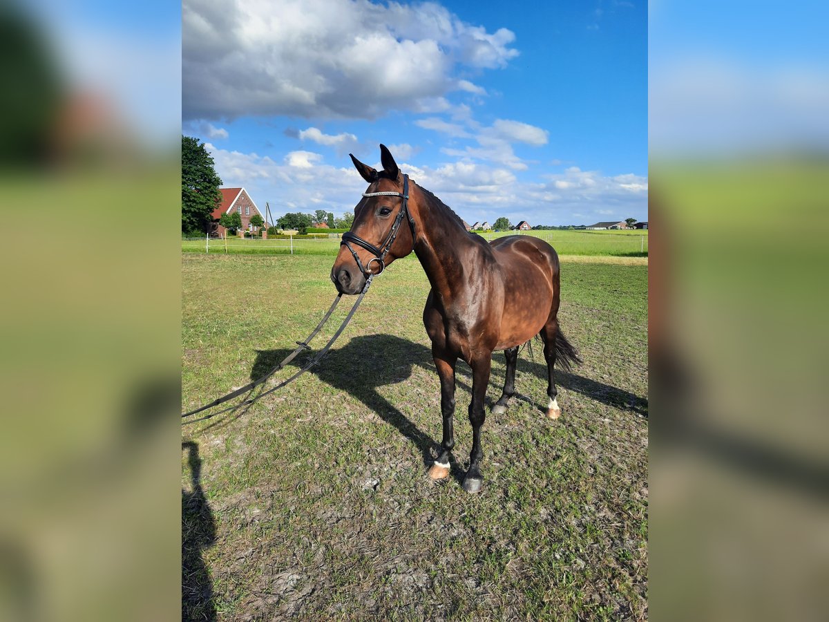 Koń oldenburski Klacz 12 lat 165 cm Gniada in Südbrookmerland Victorbur