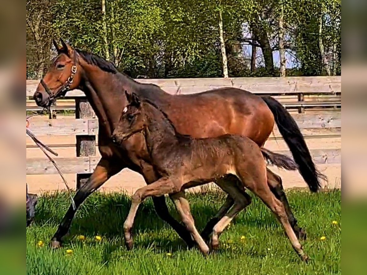 Koń oldenburski Klacz 12 lat 165 cm Gniada in Westerstede