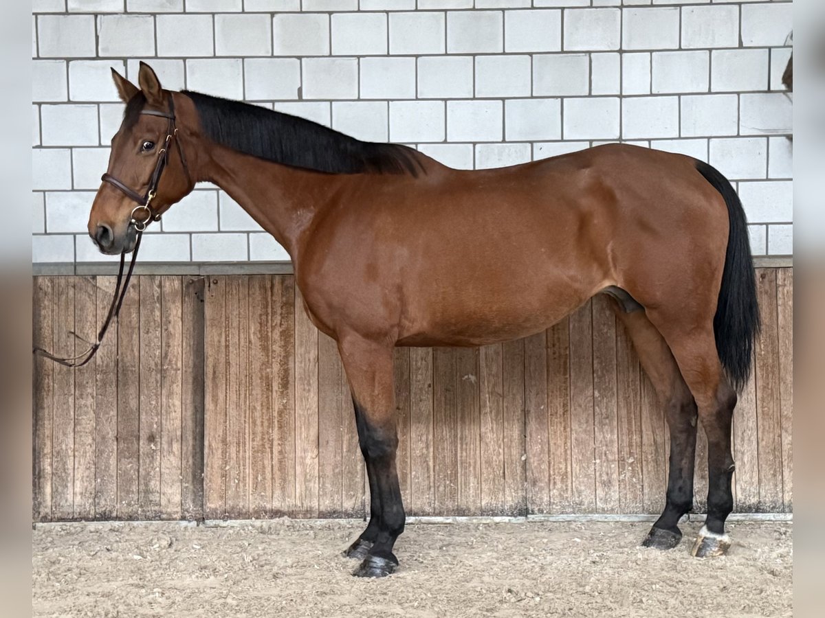 Koń oldenburski Klacz 12 lat 165 cm Gniada in Oud Gastel