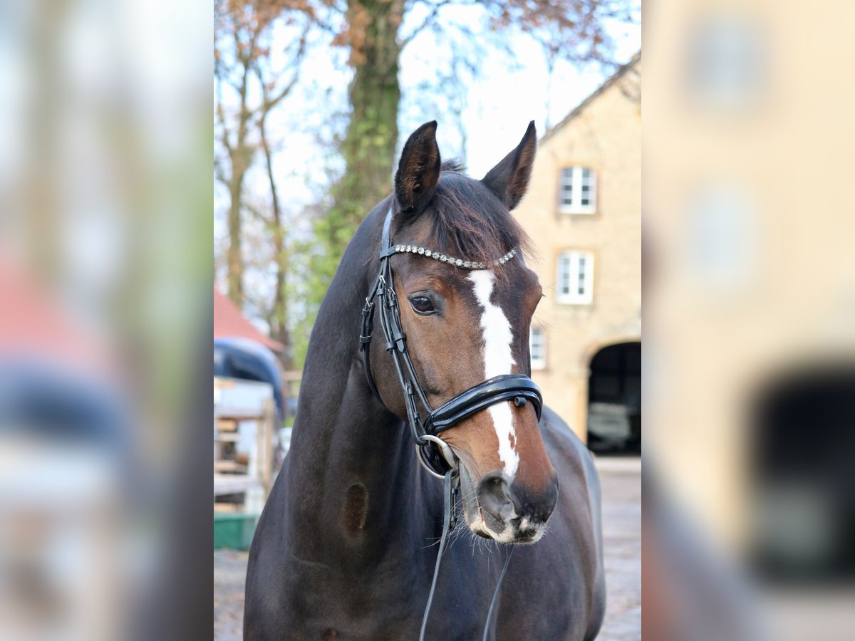 Koń oldenburski Klacz 12 lat 166 cm Gniada in Glandorf