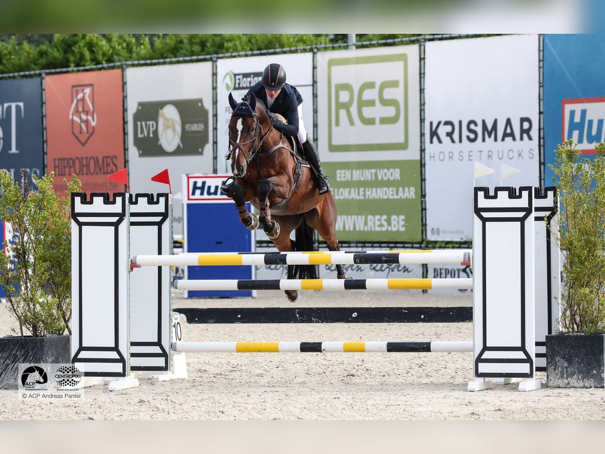 Koń oldenburski Klacz 12 lat 168 cm Gniada in Friedberg