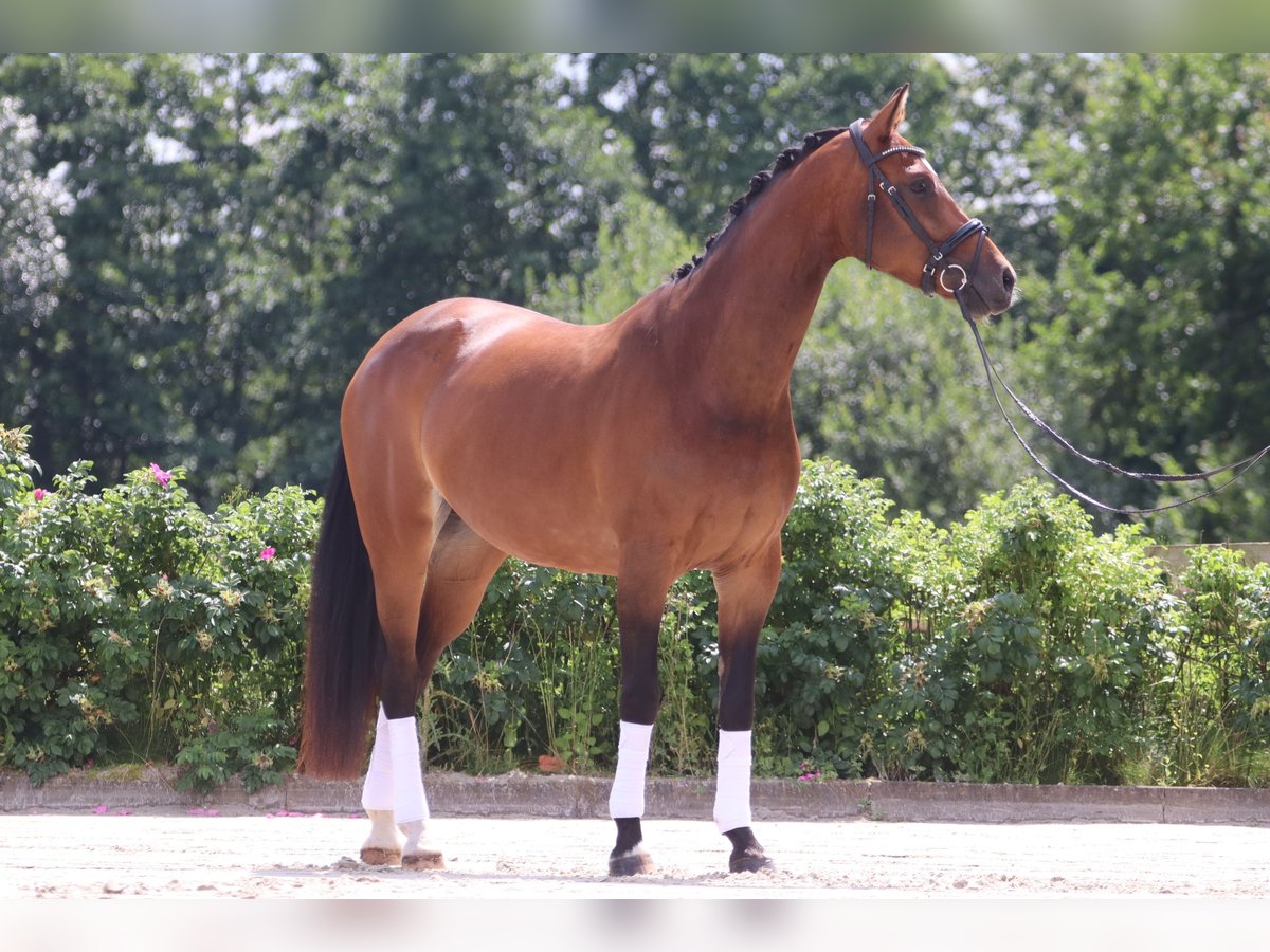 Koń oldenburski Klacz 12 lat 171 cm Gniada in Neu Duvenstedt