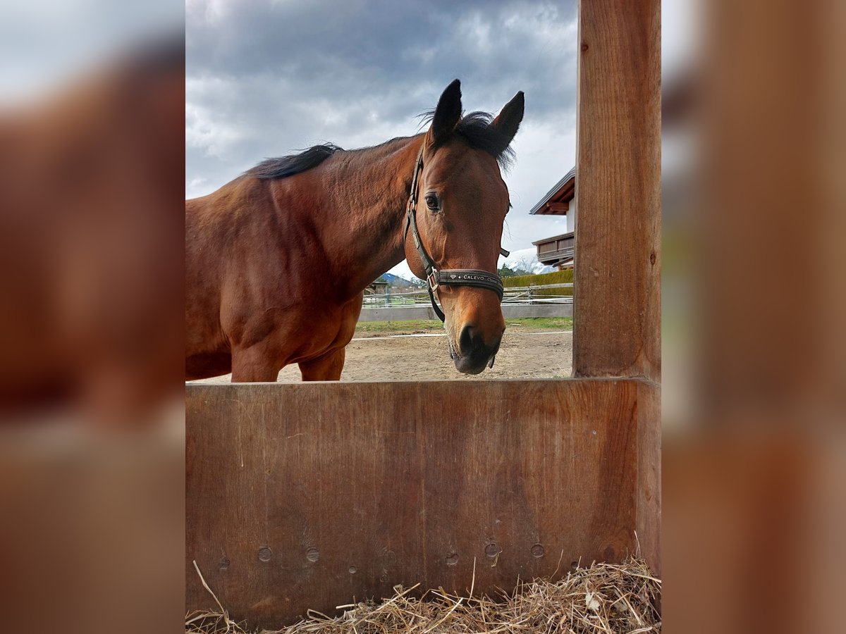 Koń oldenburski Klacz 13 lat 158 cm Gniada in Axams (Omes)