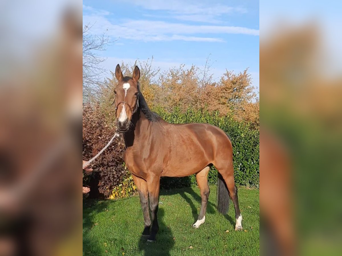 Koń oldenburski Klacz 13 lat 165 cm Gniada in Neukirchen/Erzgebirge