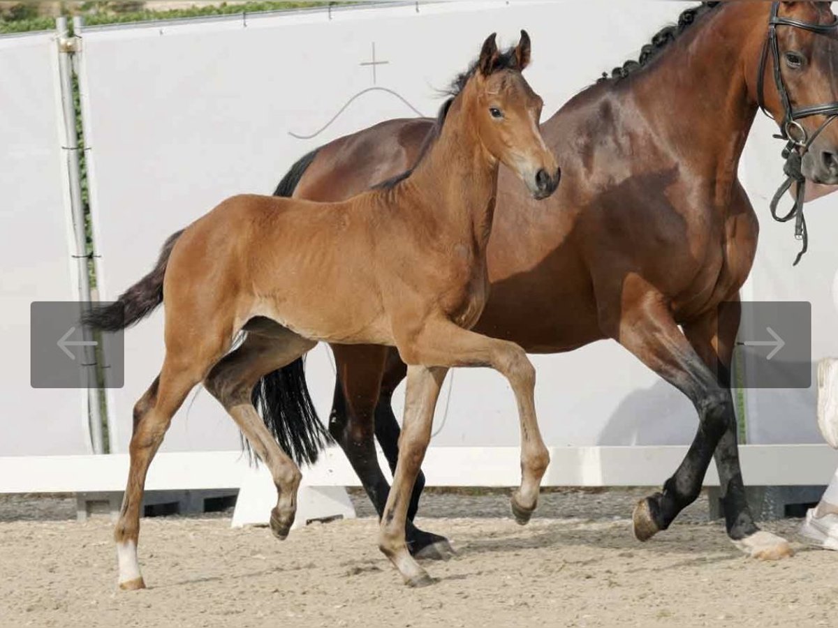 Koń oldenburski Klacz 13 lat 167 cm Gniada in Saerbeck
