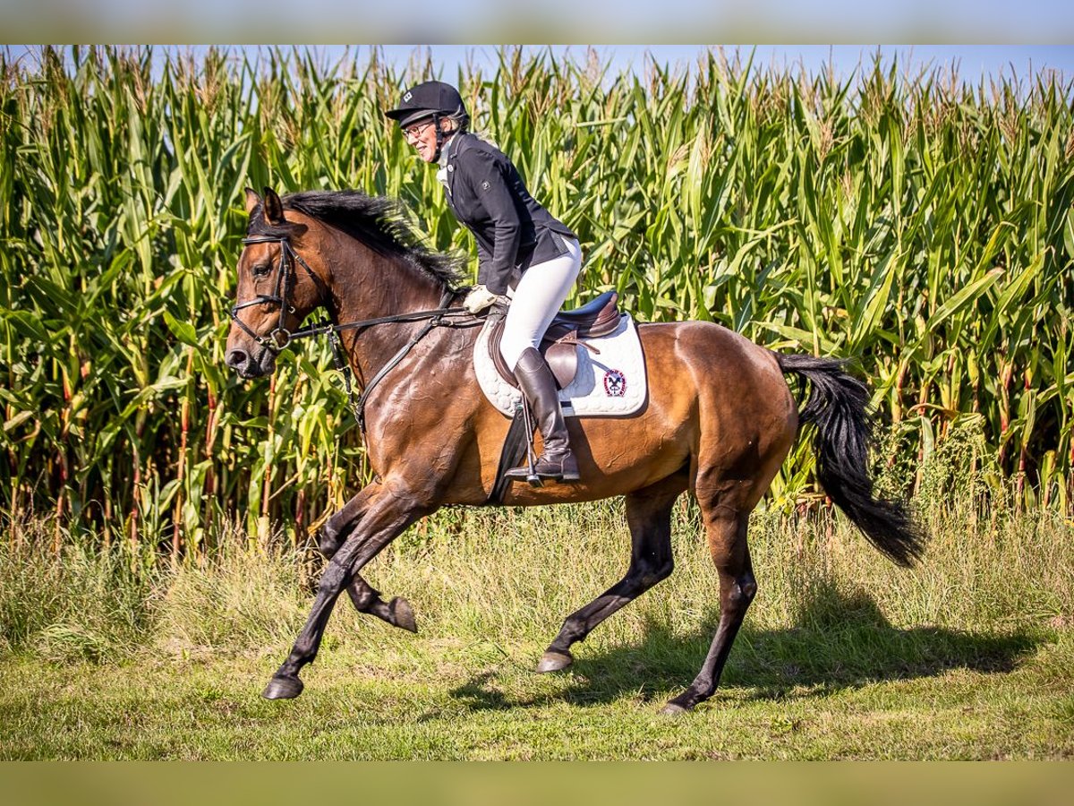Koń oldenburski Klacz 13 lat 168 cm Gniada in Verden (Aller)