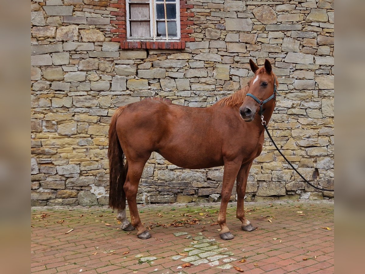 Koń oldenburski Klacz 13 lat 168 cm Kasztanowata in Bramsche Koń oldenburski Klacz 13 lat 168 cm Kasztanowata in Bramsche