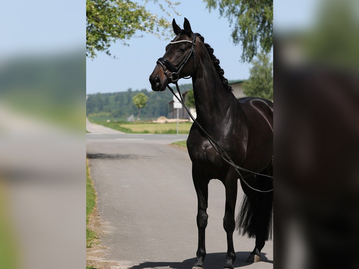 Koń oldenburski Klacz 13 lat 169 cm Skarogniada in Blomberg