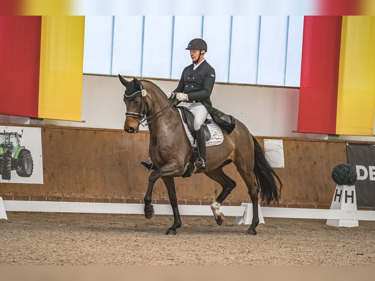 Koń oldenburski Klacz 13 lat 171 cm Gniada in Handorf