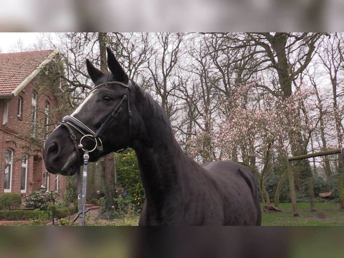 Koń oldenburski Klacz 13 lat 173 cm Kara in Cloppenburg