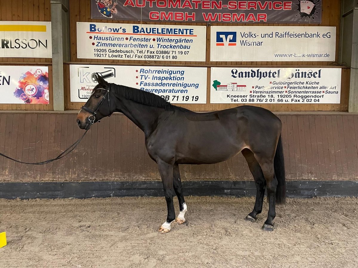 Koń oldenburski Klacz 13 lat 180 cm Kara in Zapel