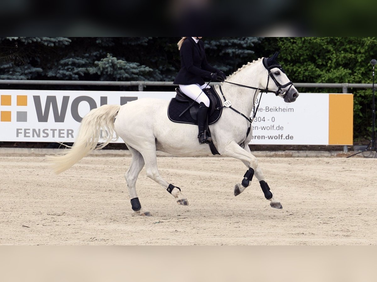 Koń oldenburski Klacz 14 lat 160 cm Siwa in Lichtenfels