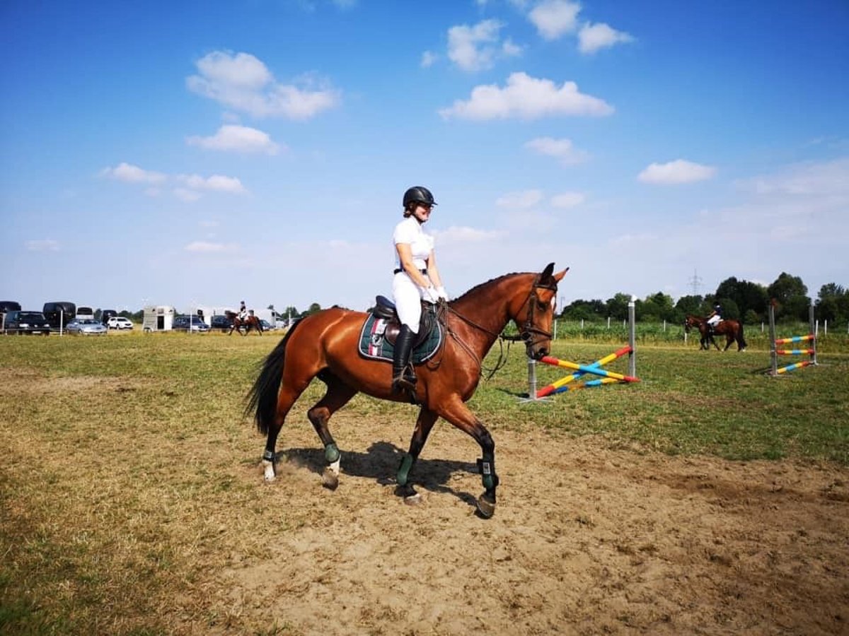 Koń oldenburski Klacz 14 lat 163 cm Gniada in Aurich EgelsAurich