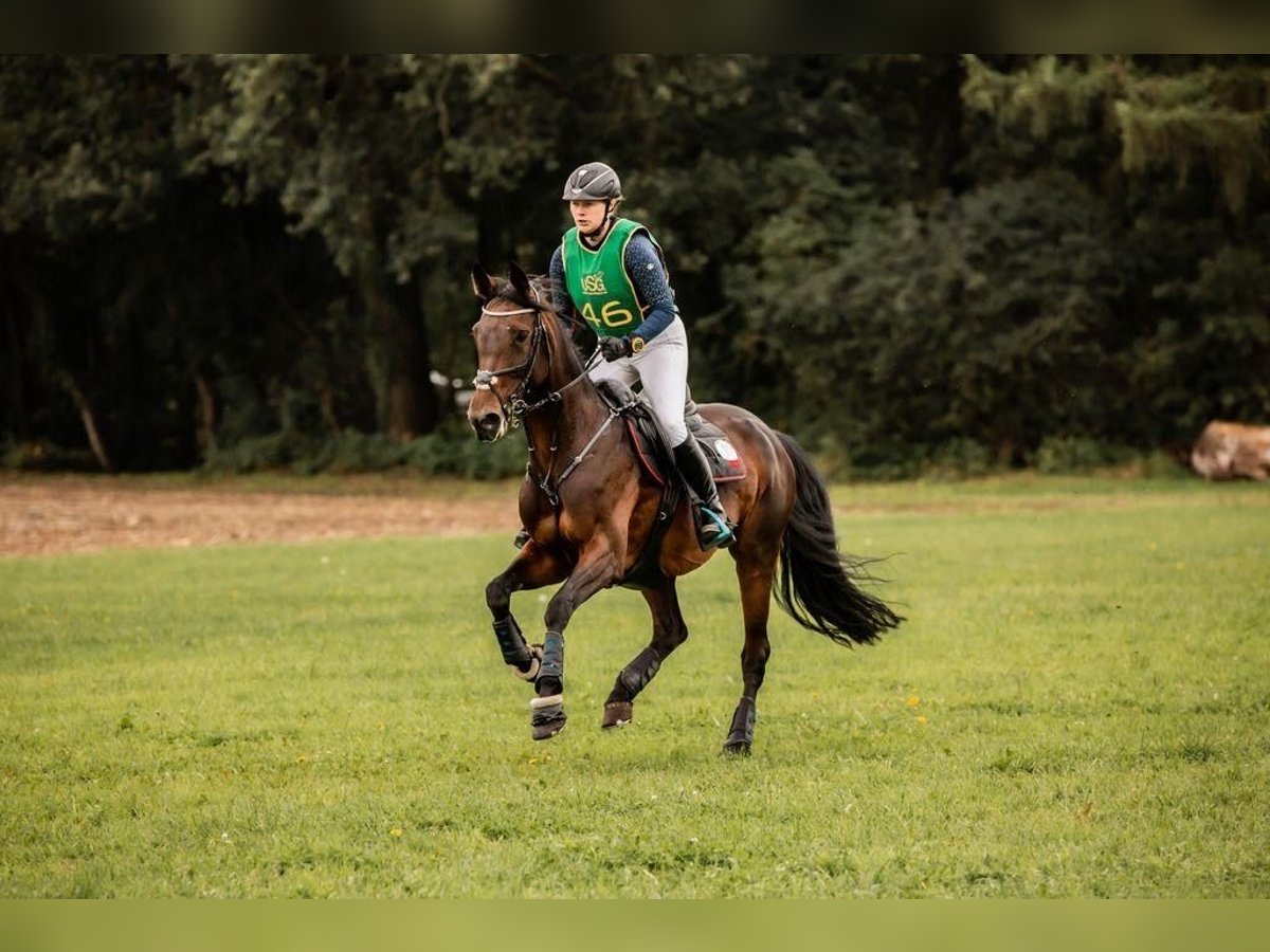 Koń oldenburski Klacz 14 lat 166 cm Ciemnogniada in Ostbevern