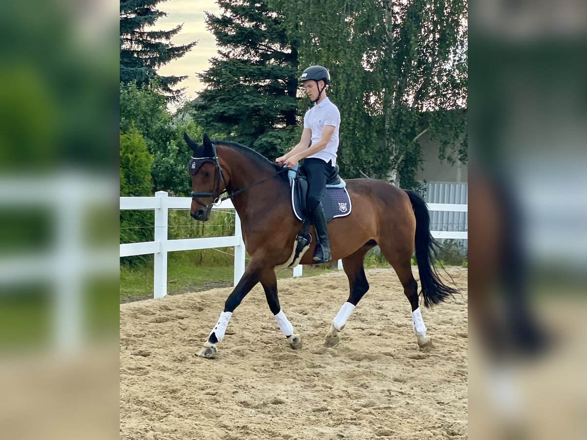 Koń oldenburski Klacz 14 lat 169 cm Ciemnogniada in Zittau