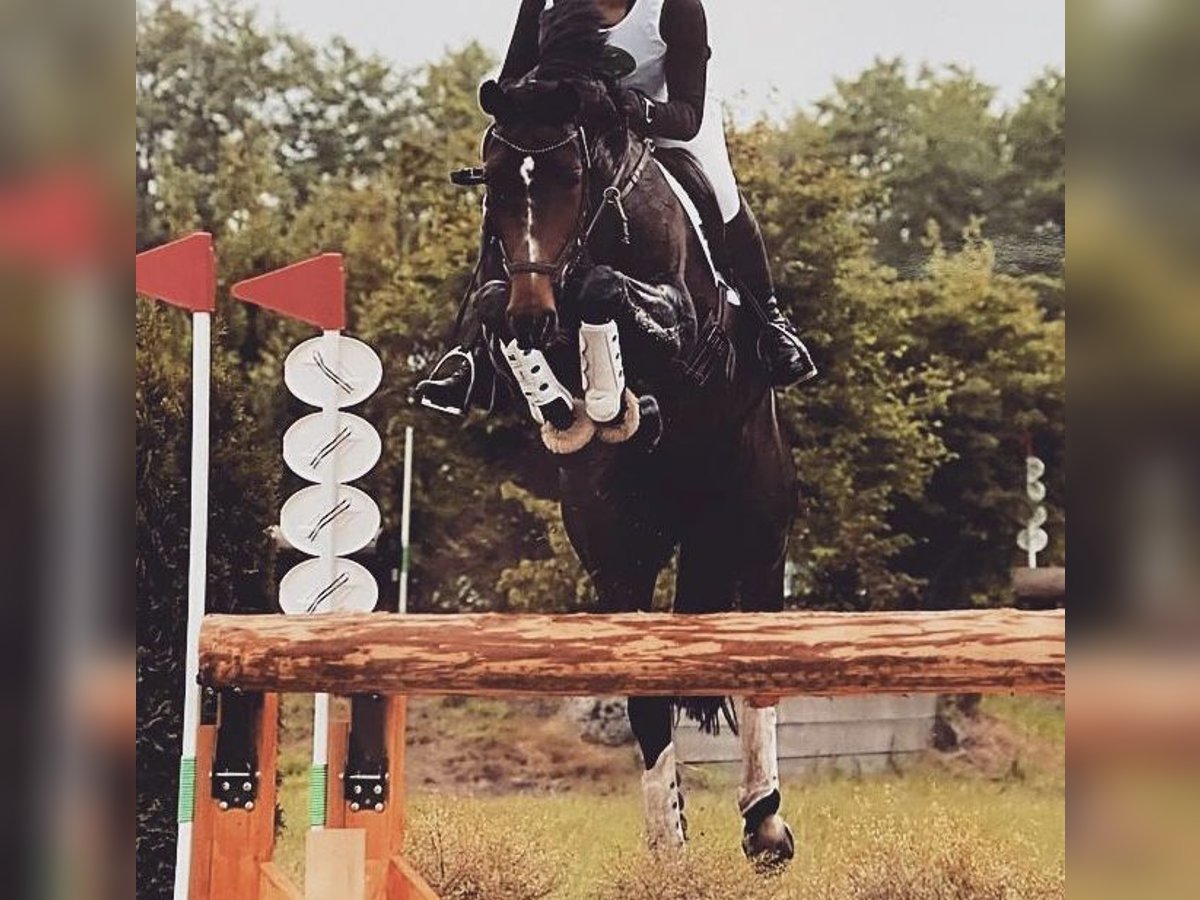 Koń oldenburski Klacz 14 lat 170 cm Ciemnogniada in Hesel