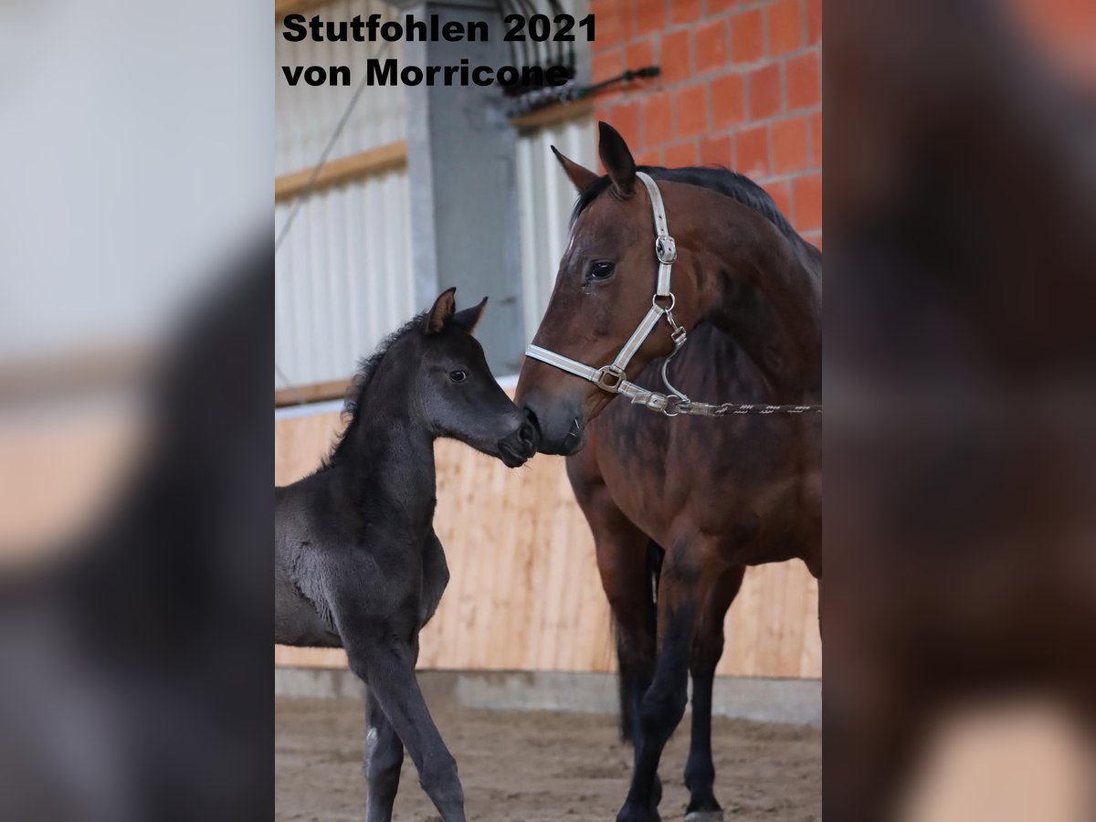 Koń oldenburski Klacz 15 lat 163 cm Gniada in Molbergen