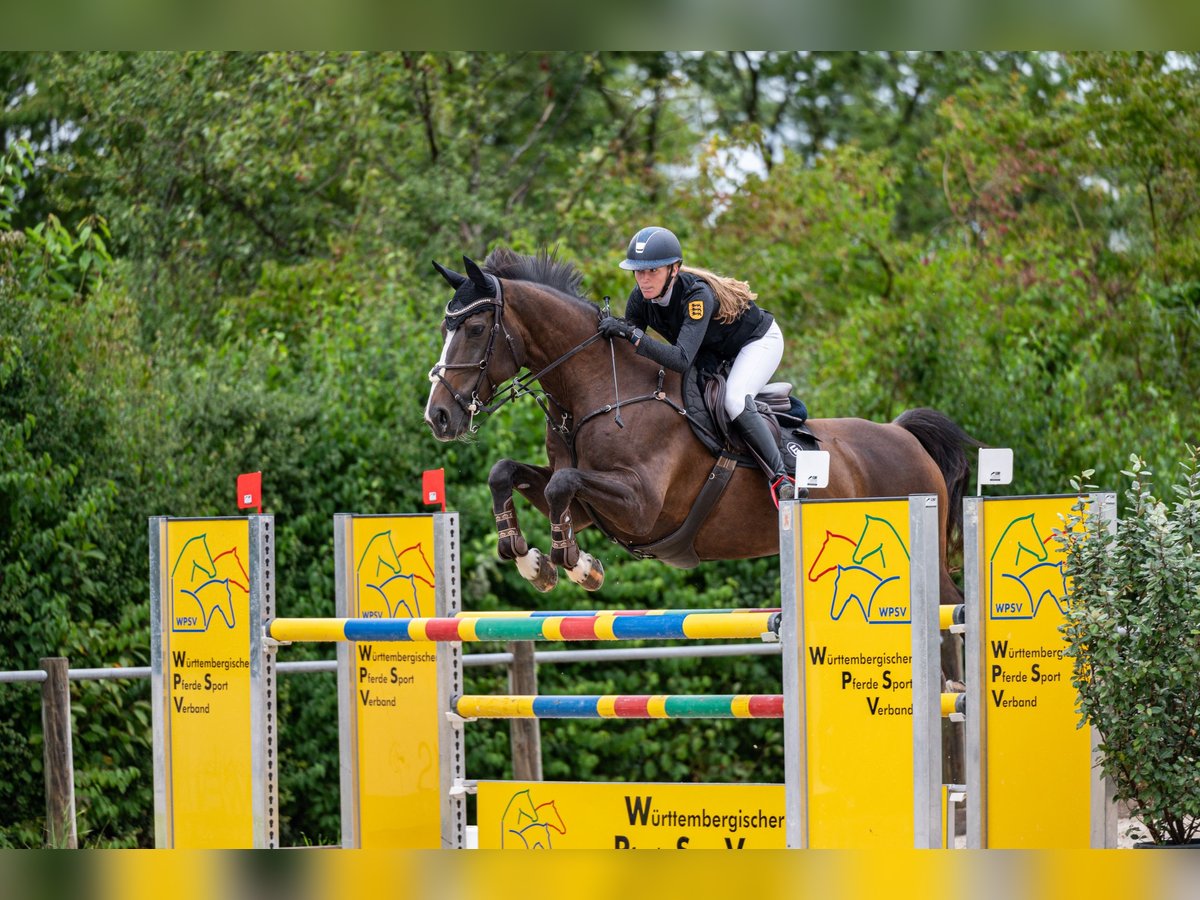 Koń oldenburski Klacz 15 lat 164 cm Ciemnogniada in Hochdorf