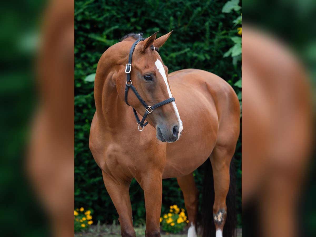 Koń oldenburski Klacz 15 lat 165 cm Gniada in Damme