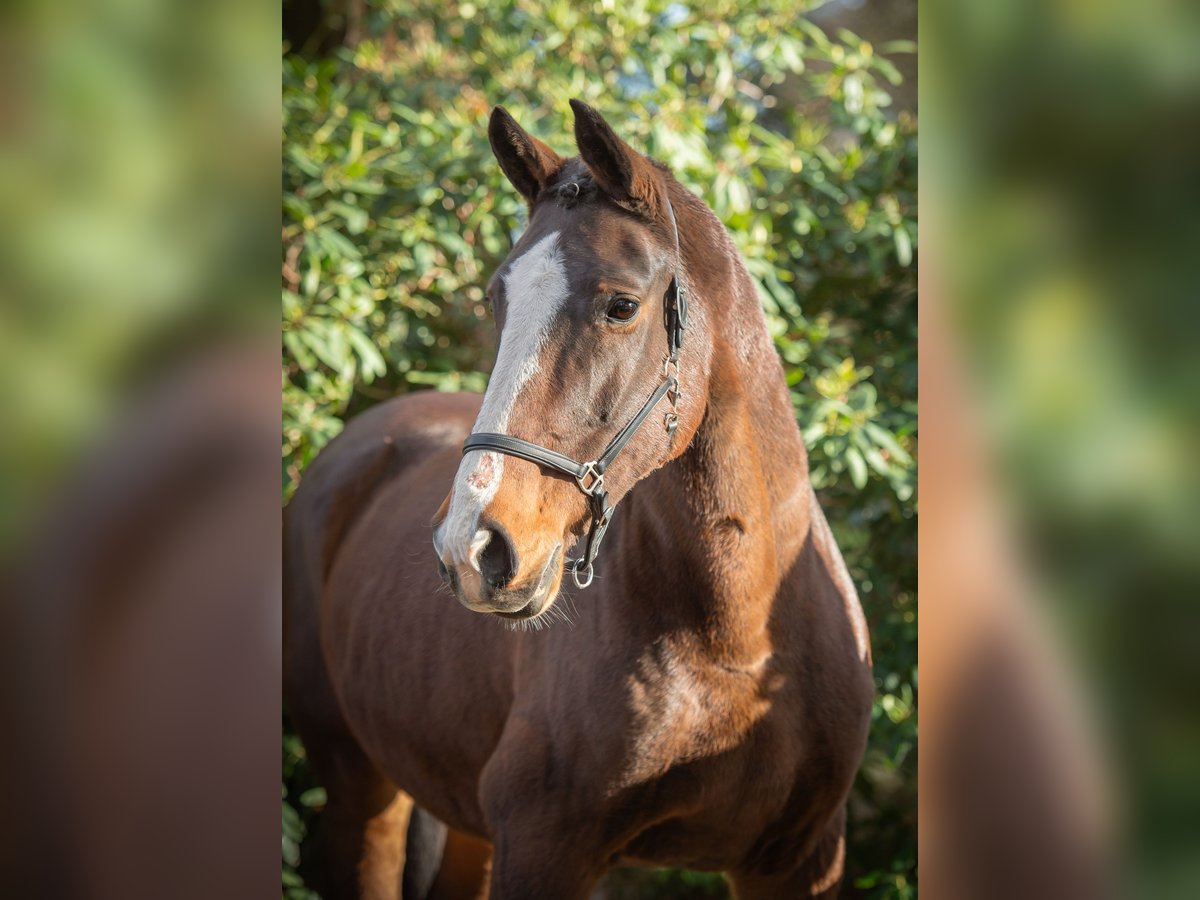 Koń oldenburski Klacz 15 lat 173 cm Ciemnogniada in Damme