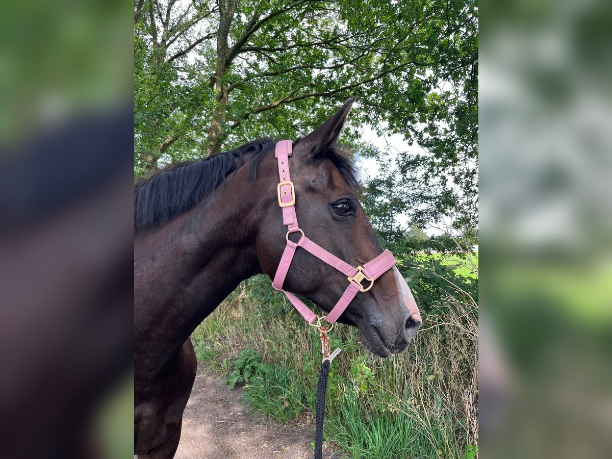 Koń oldenburski Klacz 15 lat 174 cm Ciemnogniada in Norderstedt