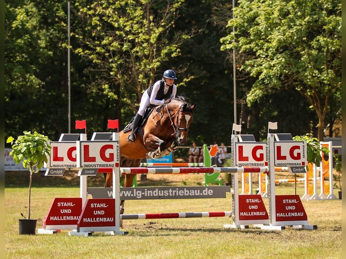 Koń oldenburski Klacz 16 lat 165 cm Gniada in Salzbergen