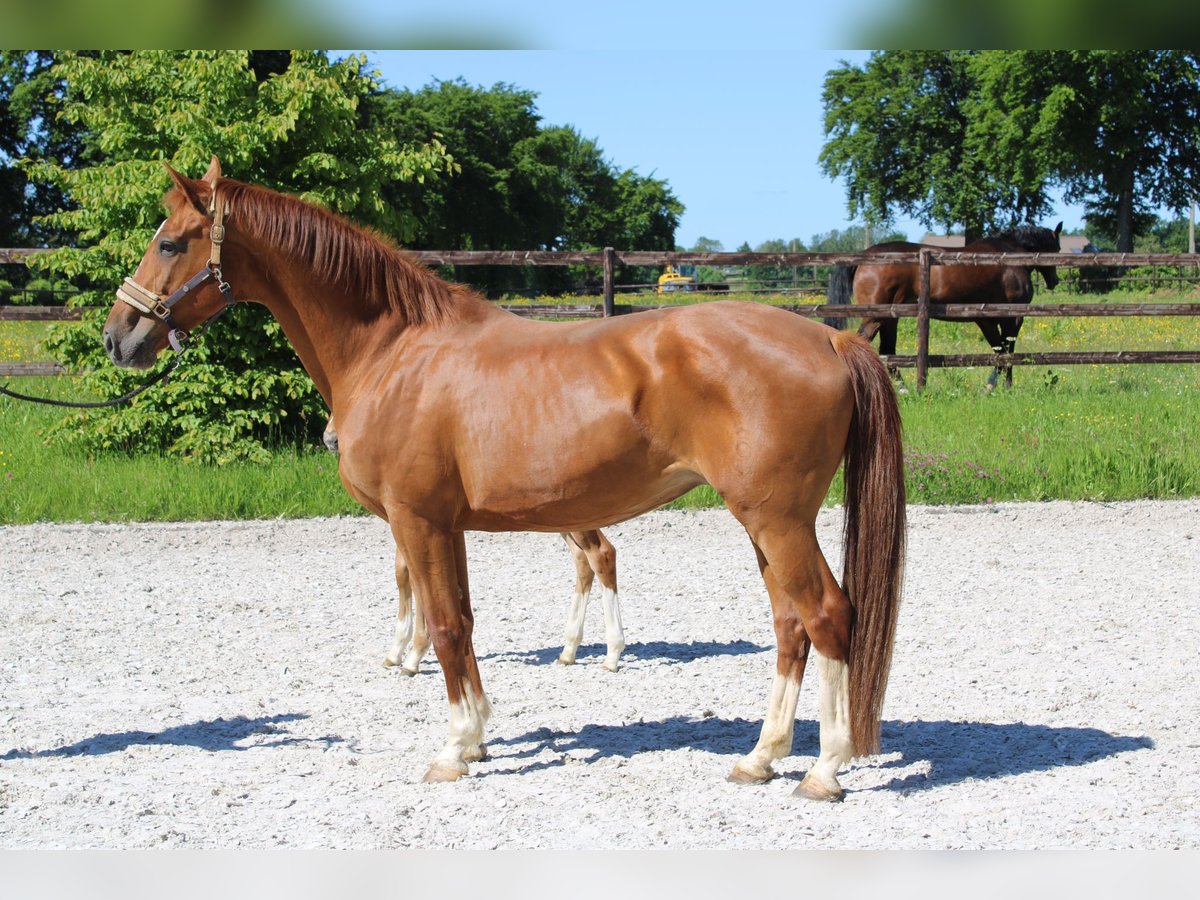 Koń oldenburski Klacz 16 lat Kasztanowata in Rocherath Koń oldenburski Klacz 16 lat Kasztanowata in Rocherath