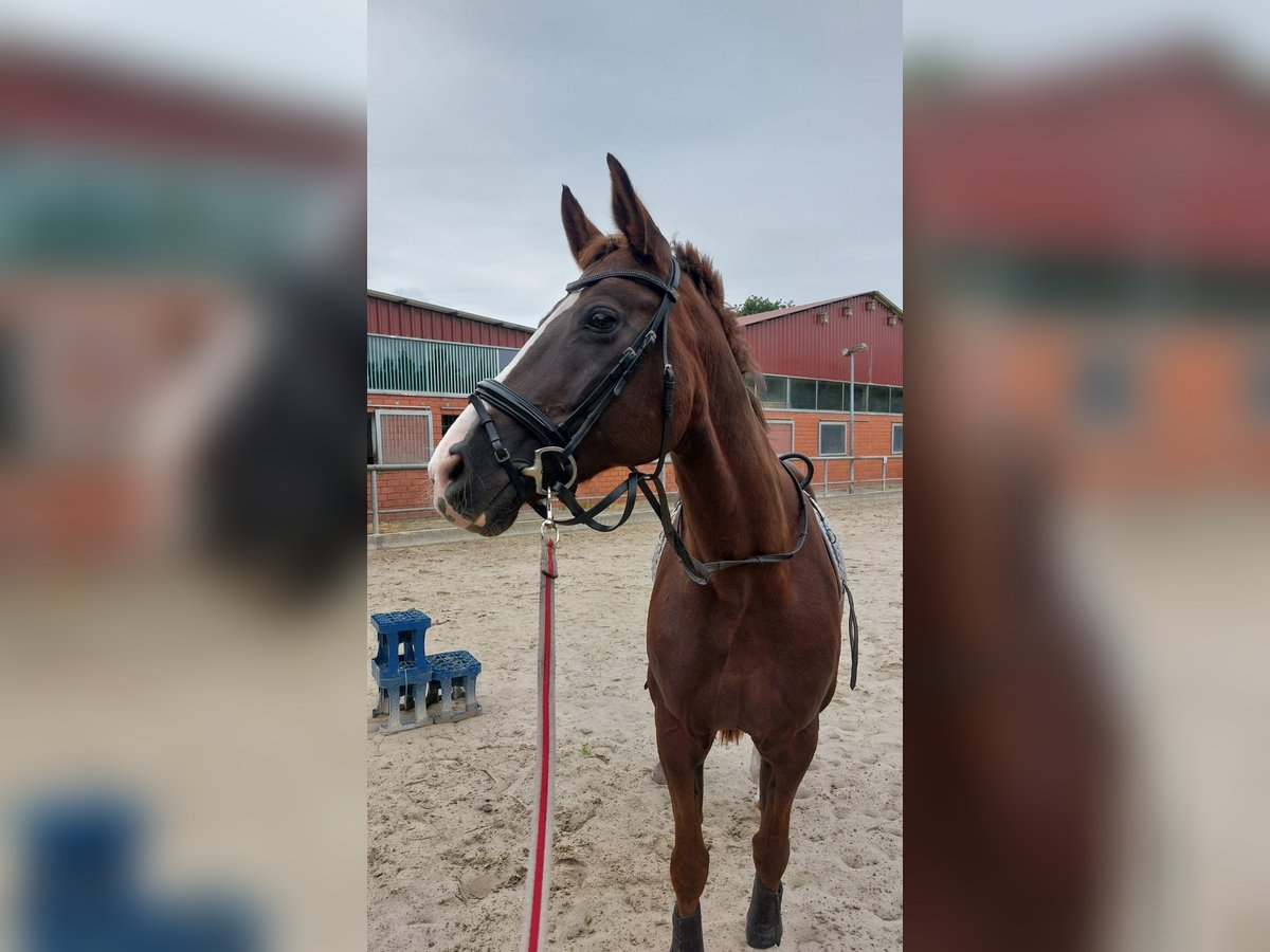 Koń oldenburski Klacz 17 lat 165 cm Ciemnokasztanowata in Bargfeld-Stegen