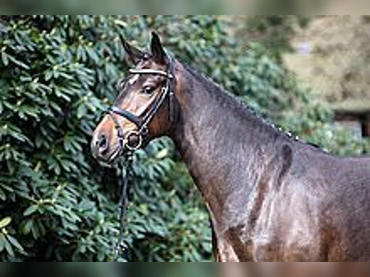 Koń oldenburski Klacz 17 lat 166 cm Ciemnogniada in Vechta