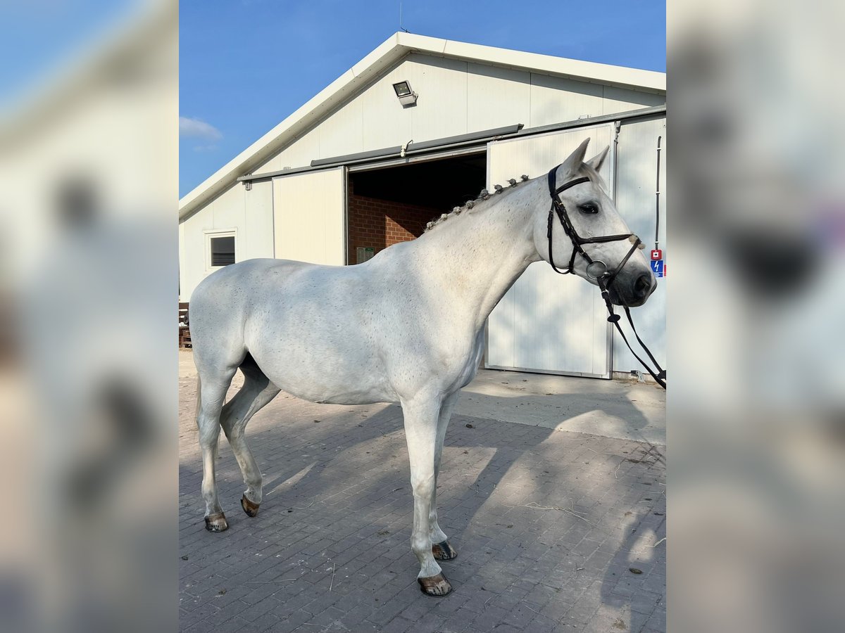 Koń oldenburski Klacz 17 lat 169 cm Biała in Rzeplin