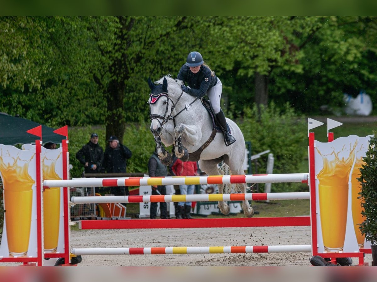 Koń oldenburski Klacz 17 lat 176 cm Siwa w hreczce in Bad Herrenalb