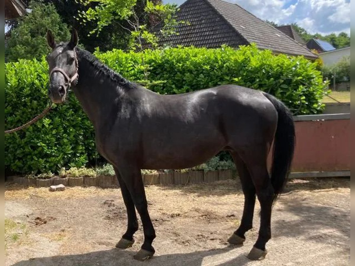 Koń oldenburski Klacz 18 lat 165 cm Kara in Süderlügum