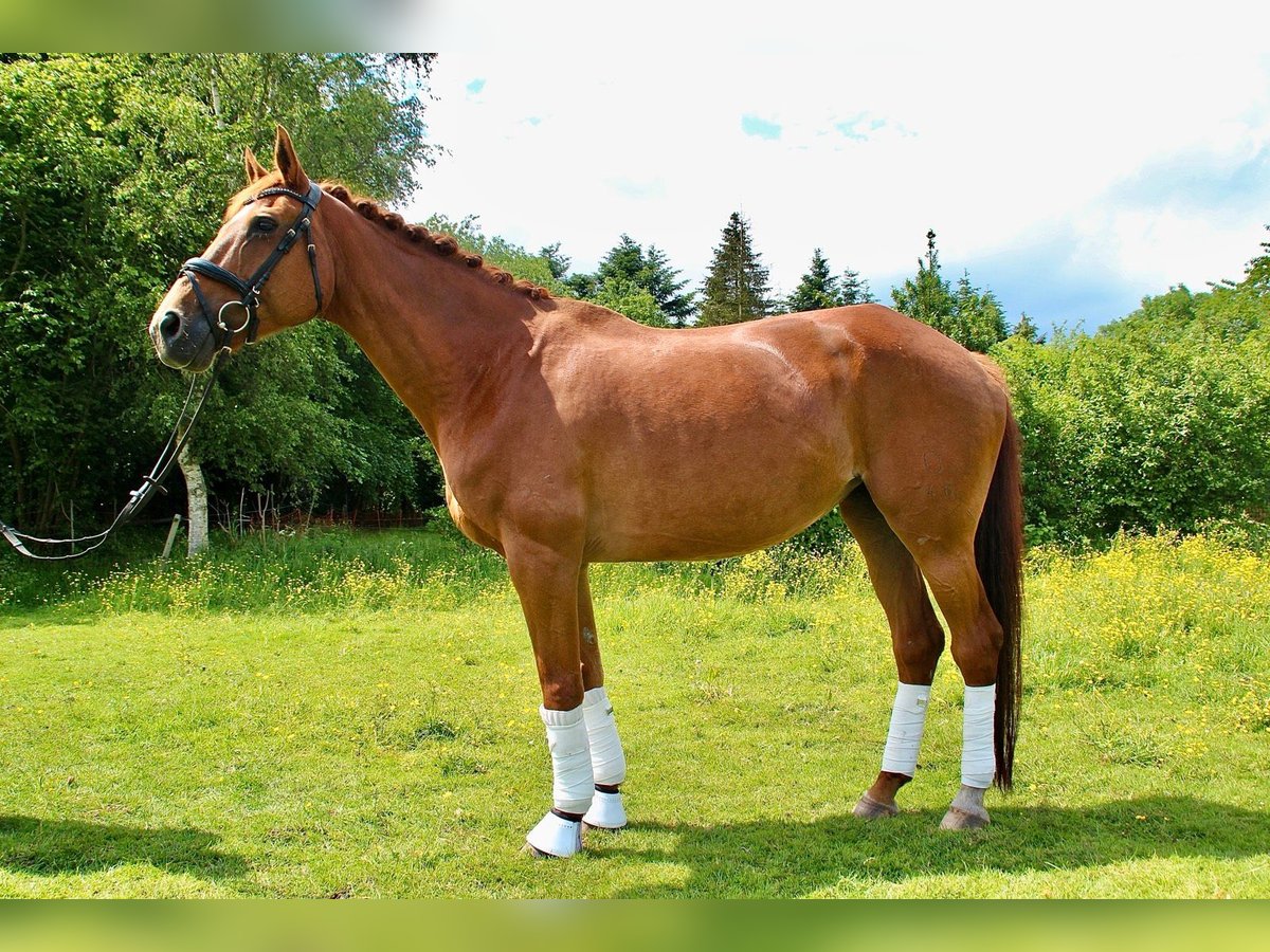 Koń oldenburski Klacz 18 lat 168 cm Kasztanowata in Esens