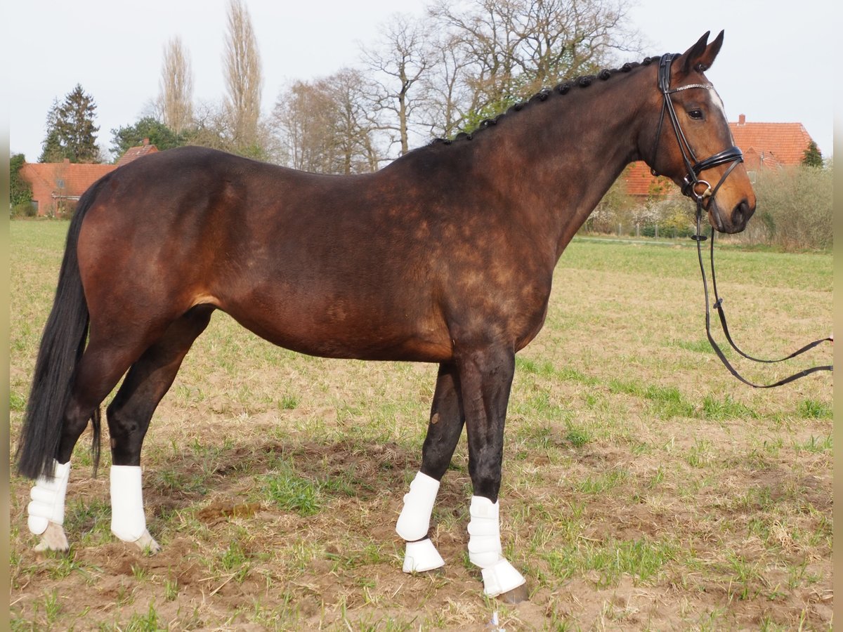 Koń oldenburski Klacz 18 lat 170 cm Gniada in Bramsche