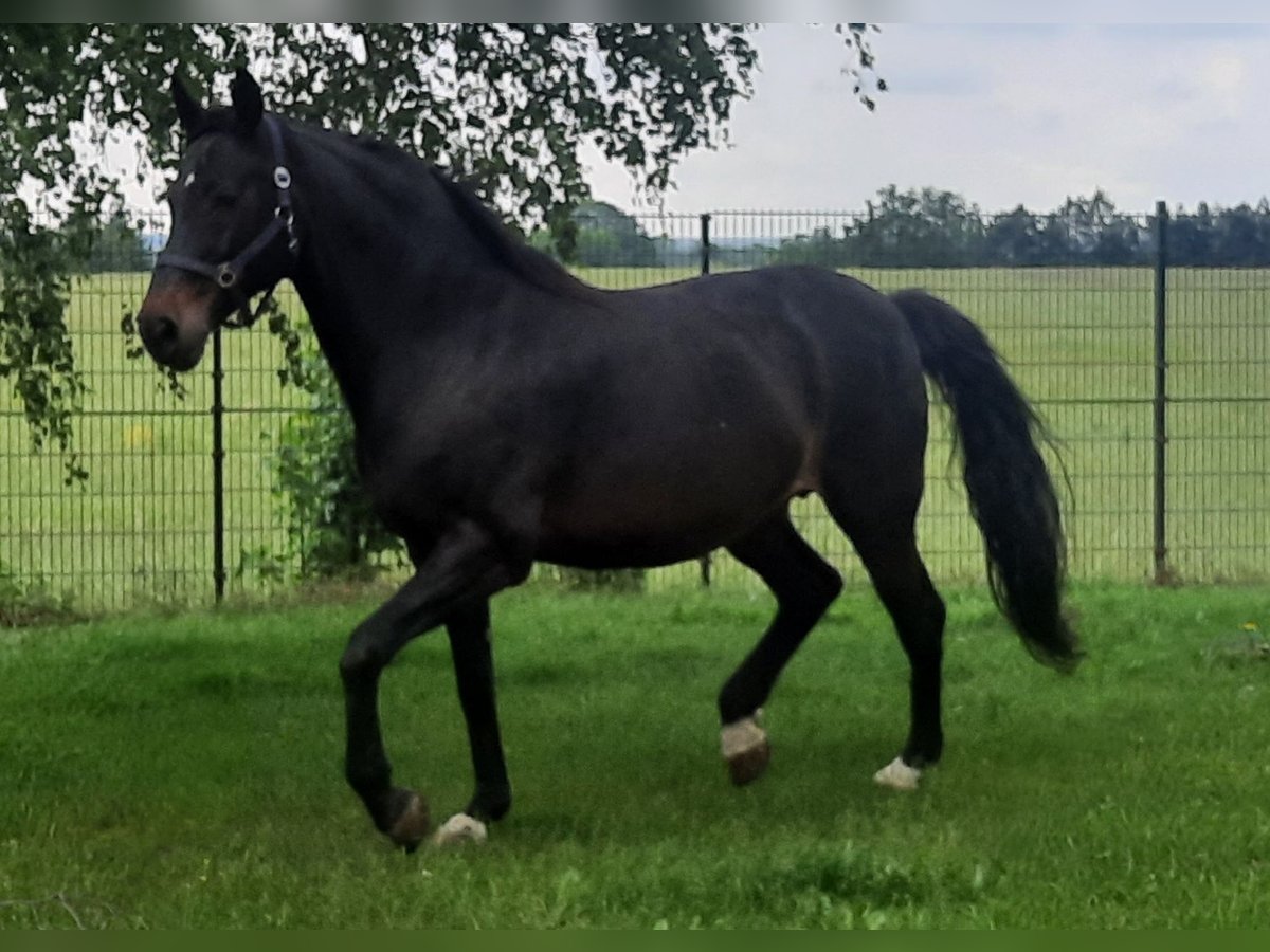 Koń oldenburski Klacz 18 lat 170 cm in Schkeuditz