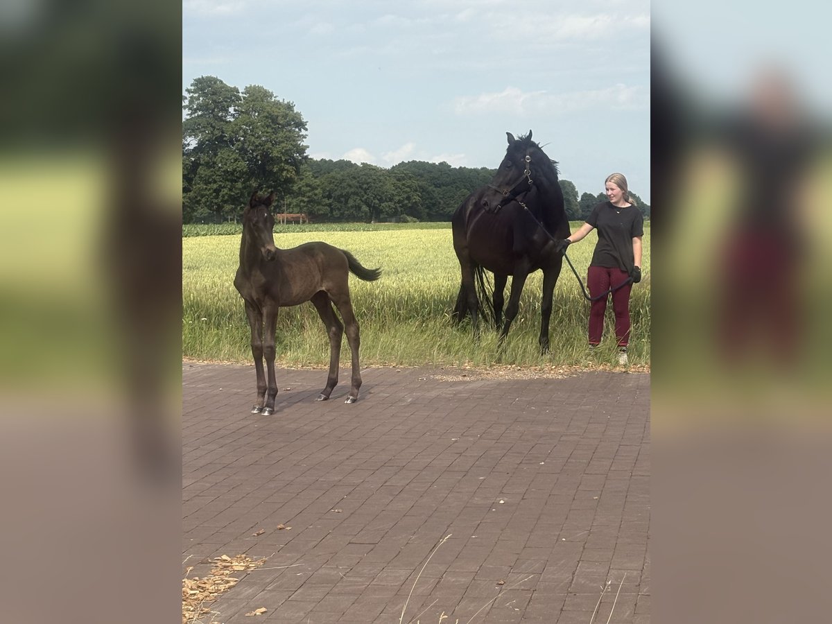 Koń oldenburski Klacz 19 lat 170 cm Kara in Brockum