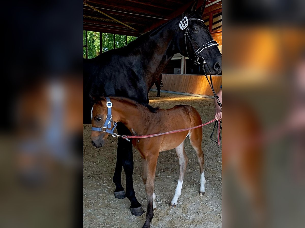 Koń oldenburski Klacz 19 lat 175 cm Kara in Stadtlohn