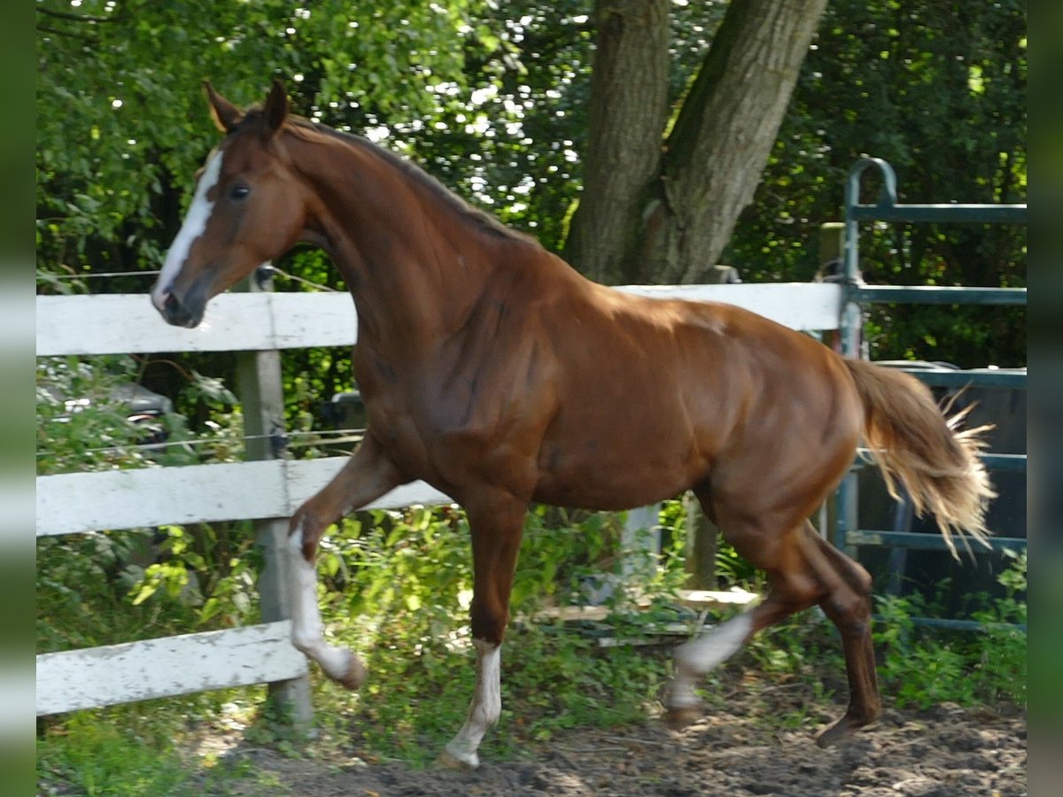 Koń oldenburski Klacz 1 Rok 168 cm Ciemnokasztanowata in Greifenstein