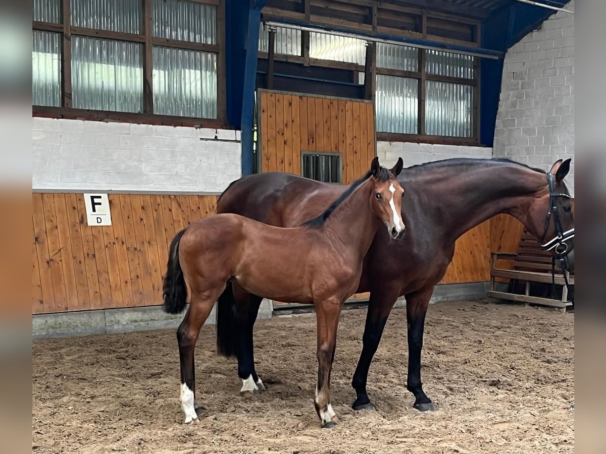 Koń oldenburski Klacz 1 Rok 169 cm Ciemnogniada in Visbek