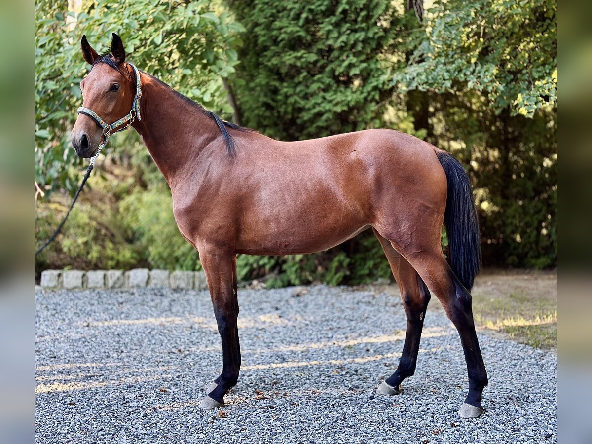 Koń oldenburski Klacz 1 Rok 170 cm Gniada in Radostowice