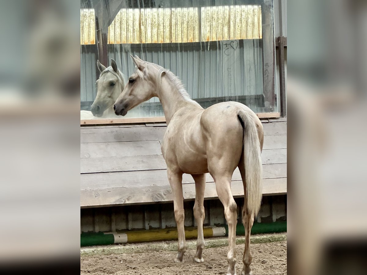 Koń oldenburski Klacz 1 Rok 170 cm Izabelowata in Stuhr