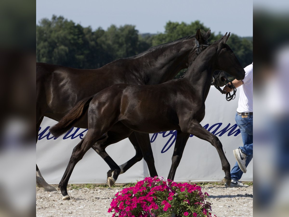 Koń oldenburski Klacz 1 Rok 170 cm Kara in Belgern