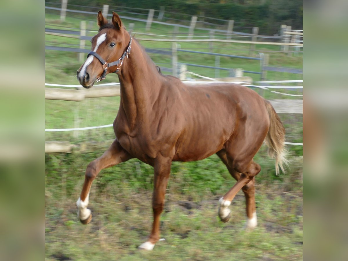 Koń oldenburski Klacz 1 Rok 175 cm Ciemnokasztanowata in Greifenstein