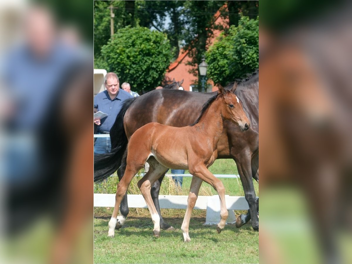 Koń oldenburski Klacz 1 Rok Gniada in Ostbevern