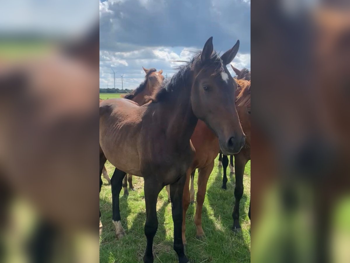 Koń oldenburski Klacz 1 Rok in Neuss